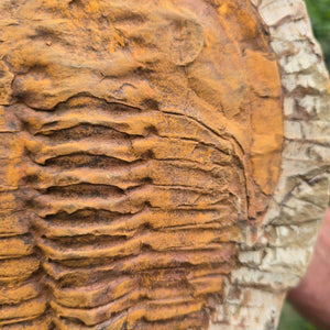 Echter Trilobit Fossil auf Matrix – Naturfund aus Marokko - handpräpariert - 25x19cm - Nr. 97