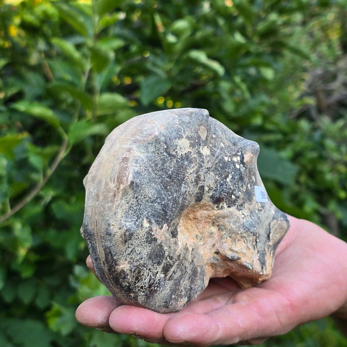 Ammonit - Echtes versteinertes Fossil - 100 Millionen Jahre alt - 13x10x6 cm - NR. 98