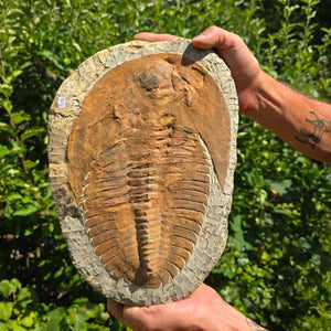 Echter Trilobit Fossil auf Matrix – Naturfund aus Marokko - handpräpariert - 32x23cm - Nr. 9