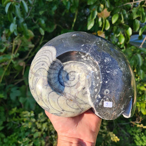 Ammonit - Echtes versteinertes Fossil - 100 Millionen Jahre alt - 20x17 cm - NR. 48