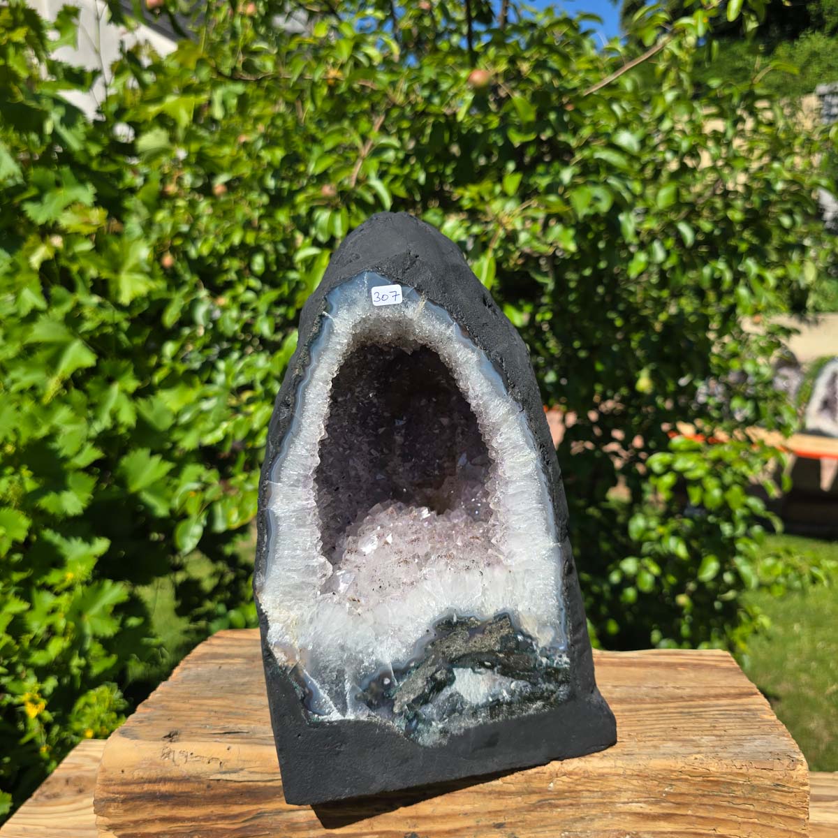Amethyst Druse – Geode - 29x18cm und 11,2kg – Steinwelten OG - Nr. 307 in sunlight with vivid crystals against a lush green background.