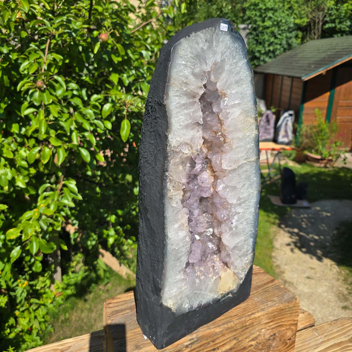 Amethyst Druse – Geode - 52x23cm und 25,9kg – Steinwelten OG - Nr. 309 displayed outdoors against a green foliage background