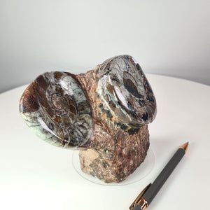 Hand-polished fossil Ammonite on natural stone base, unique piece, millions of years old, found in Morocco, with a pen for scale.