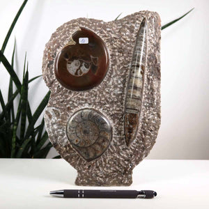Ammonit - Versteinertes echtes Fossil mit Natursteinsockel, handgeschliffen und poliert Unikat-Nr. 10 vor Pflanzen