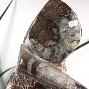 Ammonit - Versteinertes echtes Fossil mit Natursteinsockel, handgeschliffen und poliert Unikat-Nr. 11, Detailansicht