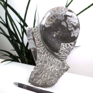 Ammonit - Versteinertes echtes Fossil mit Natursteinsockel, 20 x 13 cm - Nr. 18, einzigartiges Fossil auf Sockel, Nahaufnahme