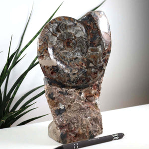 Ammonit - Versteinertes echtes Fossil mit Natursteinsockel, 24 x 15 cm - Nr. 21, einzigartiges marokkanisches Fossil auf einem Sockel