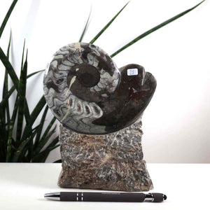 Ammonit - Versteinertes echtes Fossil mit Natursteinsockel, 18 x 14 cm - Nr. 25, auf einem Tisch mit Pflanzen im Hintergrund