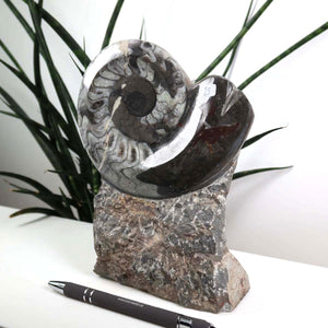 Ammonit - Versteinertes echtes Fossil mit Natursteinsockel, 18 x 14 cm - Nr. 25, aus Marokko, dekoratives Fossil auf Natursteinbasis