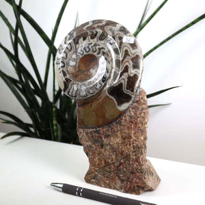 Ammonit - Versteinertes echtes Fossil mit Natursteinsockel, 21 x 12 cm - Nr. 26, einzigartiges Fossil auf Steinsockel
