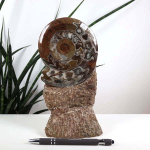 Ammonit - Versteinertes echtes Fossil mit Natursteinsockel, 20 x 11 cm - Nr. 29, einzigartiges Fossil aus Marokko