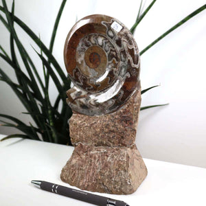 Ammonit - Versteinertes echtes Fossil mit Natursteinsockel, 20 x 11 cm - Nr. 29, einzigartiges dekoratives Sammlerstück