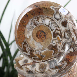 Ammonit - Versteinertes echtes Fossil mit Natursteinsockel, 20 x 11 cm - Nr. 29, fossiles Ammonitenprodukt aus Marokko