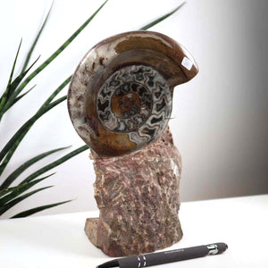 Ammonit - Versteinertes echtes Fossil mit Natursteinsockel, 21 x 13 cm - Nr. 30, präsentiert auf einem Sockel vor weißem Hintergrund.