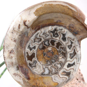 Ammonit - Versteinertes echtes Fossil mit Natursteinsockel, 21 x 13 cm - Nr. 30, versteinertes marokkanisches Fossil, Unikat