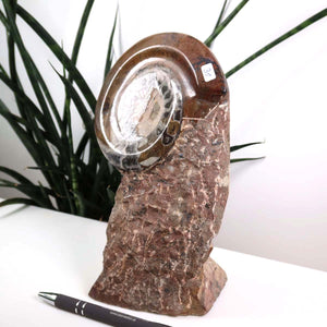 Ammonit - Versteinertes echtes Fossil mit Natursteinsockel, 21 x 13 cm - Nr. 31 auf weißem Tisch mit Pflanze im Hintergrund