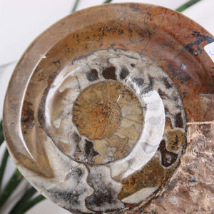 Ammonit - Versteinertes echtes Fossil mit Natursteinsockel, 21 x 13 cm - Nr. 31, einzigartiges fossiles Meeresbewohner-Design.