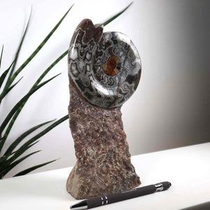 Ammonit - Versteinertes echtes Fossil mit Natursteinsockel, 23 x 11 cm - Nr. 32 neben einem Stift platziert.