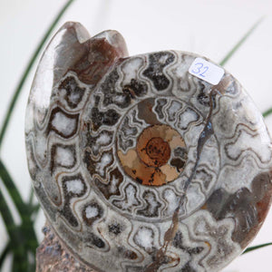 Ammonit - Versteinertes echtes Fossil mit Natursteinsockel, 23 x 11 cm - Nr. 32, einzigartiges fossiles Fundstück aus Marokko