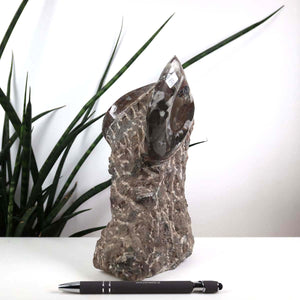 Ammonit - Versteinertes echtes Fossil mit Natursteinsockel, 20 x 10 cm - Nr. 33 vor Zimmerpflanze