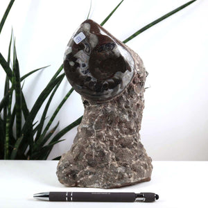 Ammonit - Versteinertes echtes Fossil mit Natursteinsockel, 20 x 10 cm - Nr. 33, vor Pflanzenhintergrund, mit Stift für Maßstab