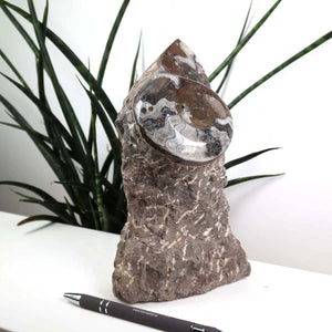Ammonit - Versteinertes echtes Fossil mit Natursteinsockel, 20 x 10 cm - Nr. 33, einzigartiges Schmuckstück aus Marokko