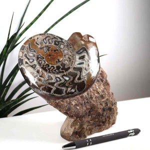 Ammonit - Versteinertes echtes Fossil mit Natursteinsockel, 17 x 14 cm - Nr. 34, fossiles Ammonitenexemplar mit handgefertigtem Sockel.
