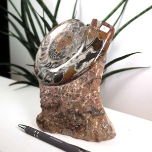 Ammonit - Versteinertes echtes Fossil mit Natursteinsockel, 17 x 14 cm - Nr. 34, einzigartiges Fossil aus Marokko auf einem Tisch.