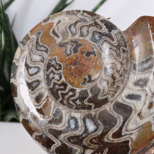 Ammonit - Versteinertes echtes Fossil mit Natursteinsockel, 17 x 14 cm - Nr. 34, Detailansicht