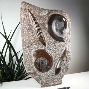 Ammonit - Versteinertes echtes Fossil mit Natursteinsockel, 39 x 25 cm - Nr. 35, einzigartiges Fossil aus Marokko, dekorativ aufgestellt
