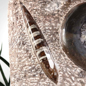 Ammonit - Versteinertes echtes Fossil mit Natursteinsockel, 39 x 25 cm - Nr. 35 detailansicht, Millionen Jahre altes Fossil