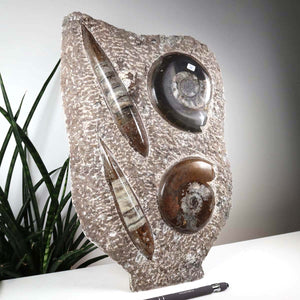 Ammonit - Versteinertes echtes Fossil mit Natursteinsockel, 29 x 25 cm - Nr. 36, einzigartiges urzeitliches Fossil auf einem Sockel.