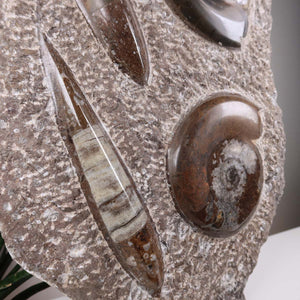 Ammonit - Versteinertes echtes Fossil mit Natursteinsockel, 29 x 25 cm - Nr. 36, detail view of unique fossil texture.