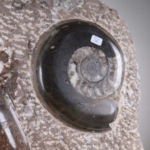 Ammonit - Versteinertes echtes Fossil mit Natursteinsockel, 29 x 25 cm - Nr. 36, einzigartiges Fossil aus Marokko