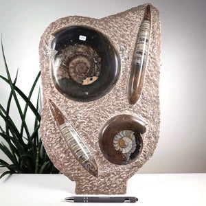 Ammonit - Versteinertes echtes Fossil mit Natursteinsockel, 39 x 25 cm - Nr. 37 neben Pflanze auf Tisch