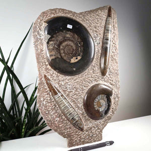 Ammonit - Versteinertes echtes Fossil mit Natursteinsockel, 39 x 25 cm - Nr. 37, einzigartiges marokkanisches Fossil auf Sockel
