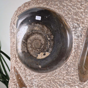 Ammonit - Versteinertes echtes Fossil mit Natursteinsockel, 39 x 25 cm - Nr. 37, authentisches urzeitliches Meeresbewohnerfossil.
