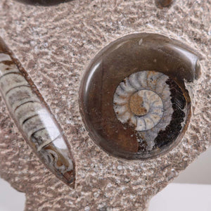 Ammonit - Versteinertes echtes Fossil mit Natursteinsockel, 39 x 25 cm - Nr. 37, Nahaufnahme des Fossils auf Steinunterlage