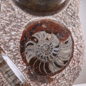 Ammonit - Versteinertes echtes Fossil mit Natursteinsockel, 39 x 25 cm - Nr. 38, detail view of fossil embedded in stone.