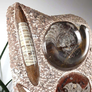 Ammonit - Versteinertes echtes Fossil mit Natursteinsockel, 39 x 25 cm - Nr. 38, detail view showing unique fossil patterns and textures.