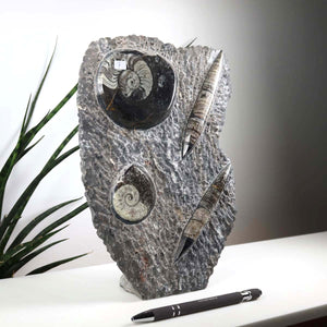 Ammonit - Versteinertes echtes Fossil mit Natursteinsockel, handgeschliffen und poliert Unikat-Nr. 7, präsentiert auf einem Tisch