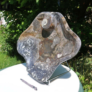 Große Orthoceras Schale XL - 48x39cm -4,7kg - Fossilgestein - Nr. 65 in natürlichem Licht auf Tisch abgebildet.