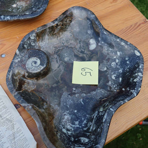 Große Orthoceras Schale XL - 48x39cm -4,7kg - Fossilgestein - Nr. 65 auf einem Tisch.