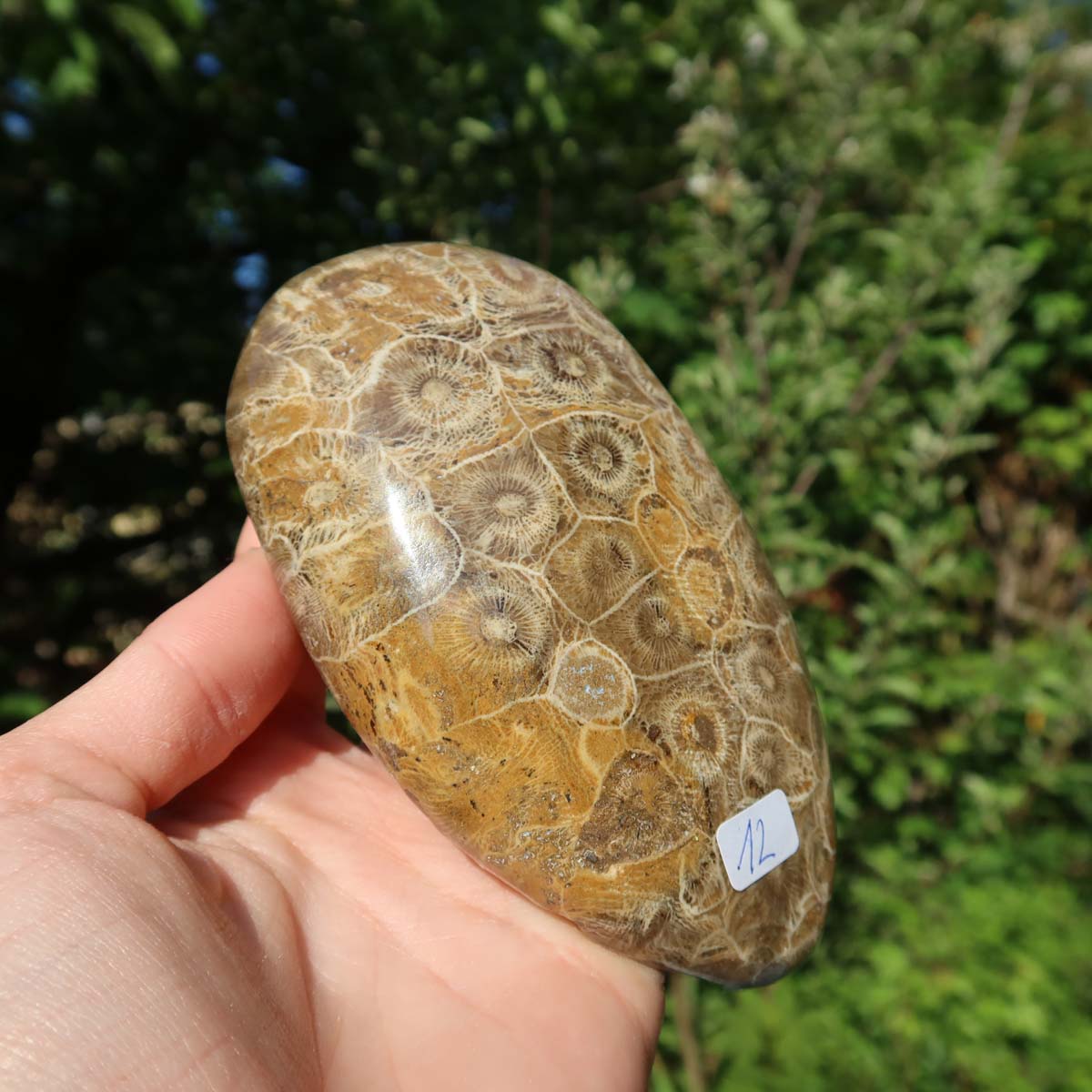 Hand holding polished Petoskey stone, unique coral fossil, 11x6x3 cm, nature background.