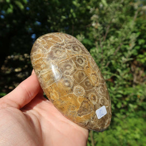 Petoskey Stone - Hand holding a partially polished fossilized coral, unique piece No. 12, with a natural pattern and soft glow.