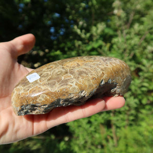 Hand holding a polished Petoskey Stone, showcasing fossil coral patterns, outdoors with greenery in the background.