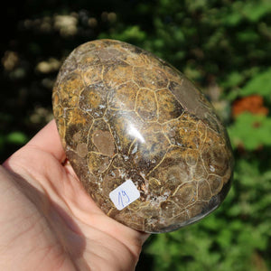 Hand holding a polished Petoskey Stone coral, 10x7x5 cm, UNIKAT Nr. 19, with a natural pattern and subtle shine.