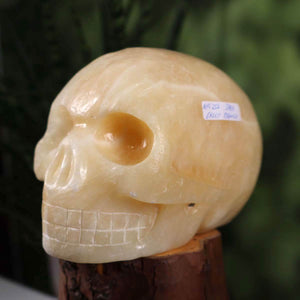 Calcit Orange Kristallschädel handgefertigt - Skull - 13x10 cm Nr. 252 auf Holzstandort.