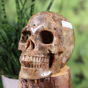 Handcrafted Chalcedony Quartz Crystal Skull on display, unique collector's nature stone artifact, available online at Steinwelten.