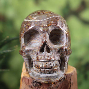 Echter großer Kristall Schädel handgefertigt aus Fossilien Kalkstein, 11x8 cm, Graz Mineralien Amethyst Drusen Geschäft, Skull Nr. 38